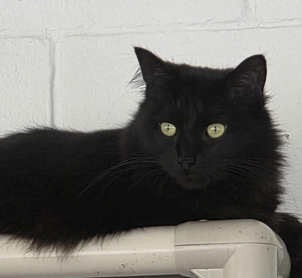 Enlarge Rajah, a ADOPTABLE Domestic Medium Hair in Carthage, NC image 2/3