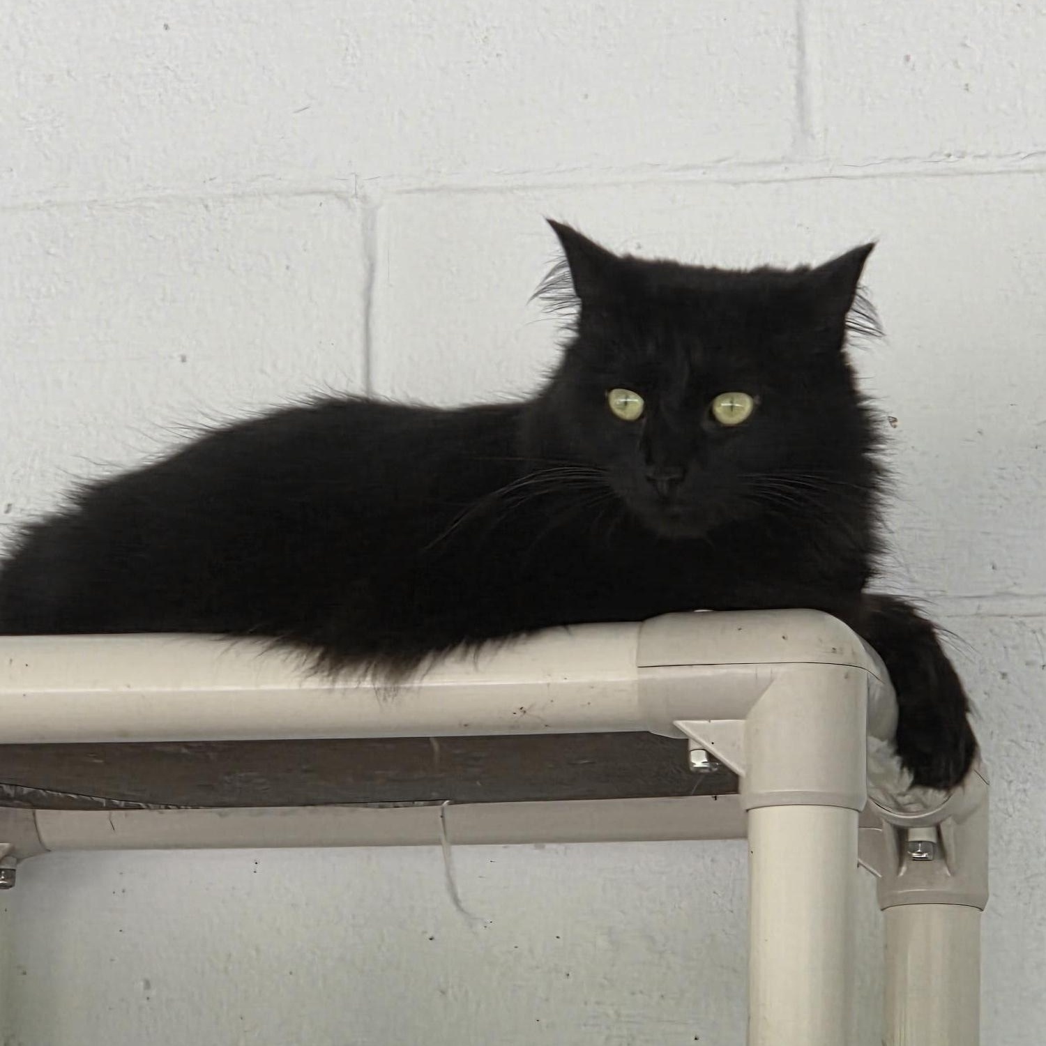 Rajah, ADOPTABLE, Adult Female Domestic Medium Hair.