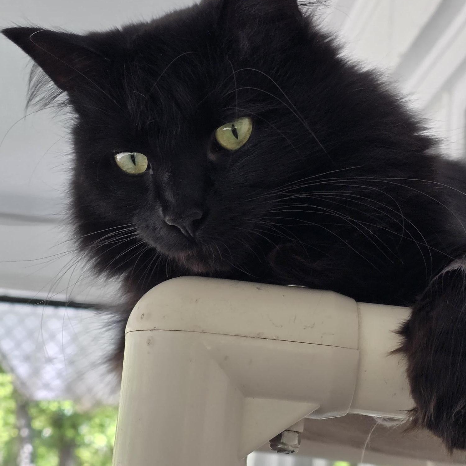 Enlarge Rajah, a ADOPTABLE Domestic Medium Hair in Carthage, NC image 3/3