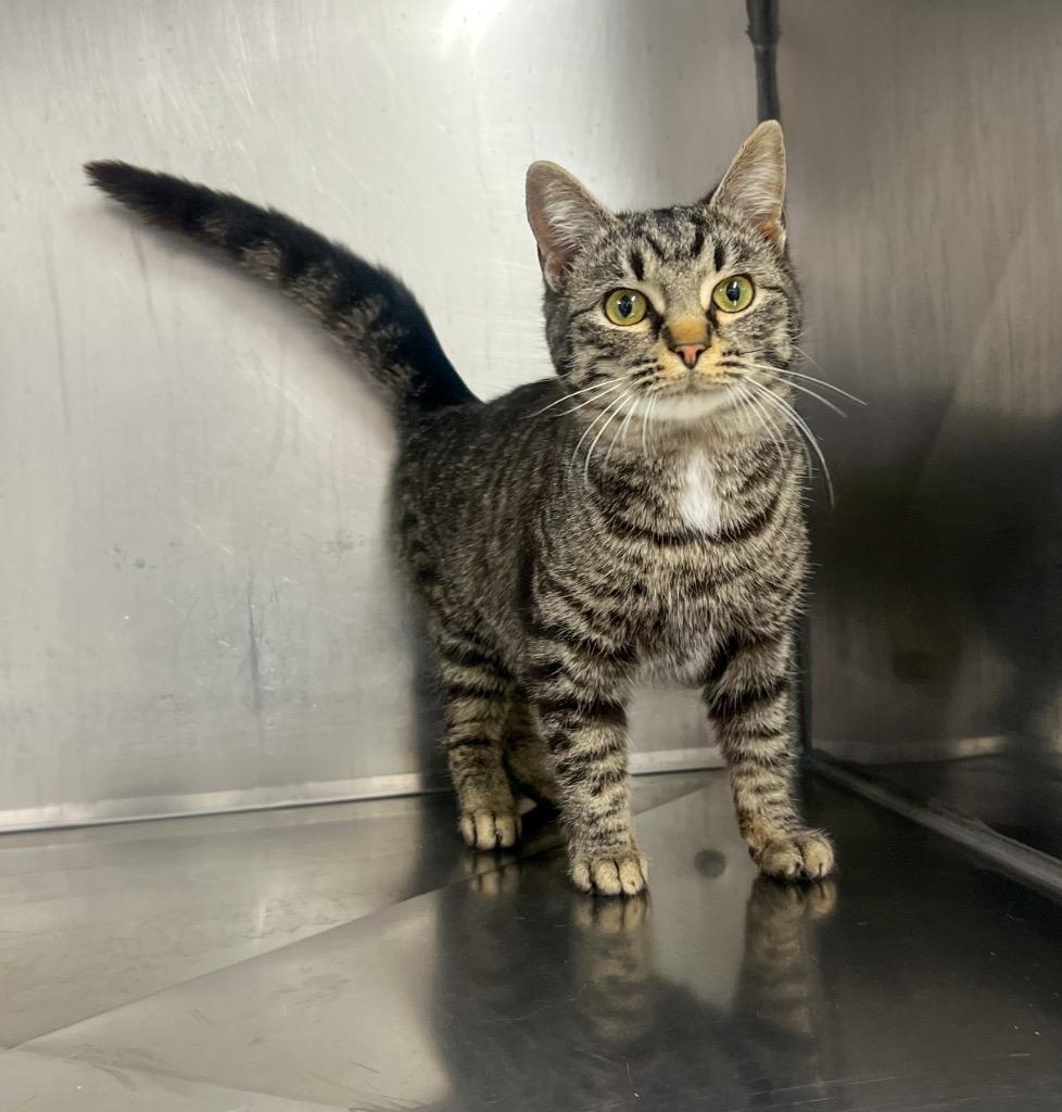 Enlarge Circus, a Adoptable mixed breed in Murray, KY image 1/1