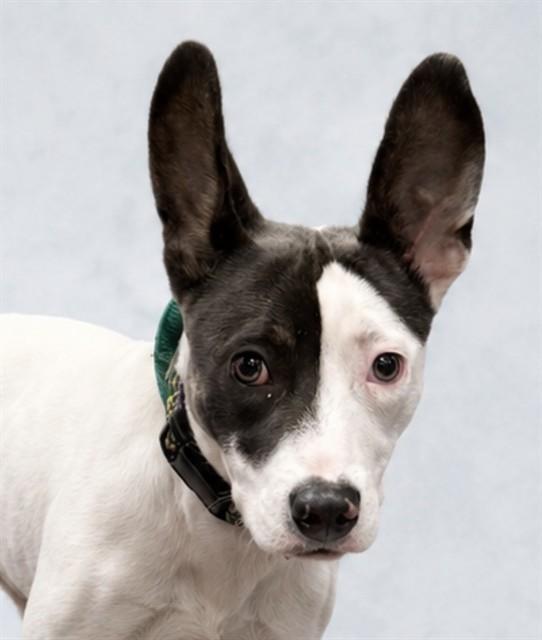 SHADE, Adoptable, Young Female Feist & Bull Terrier.