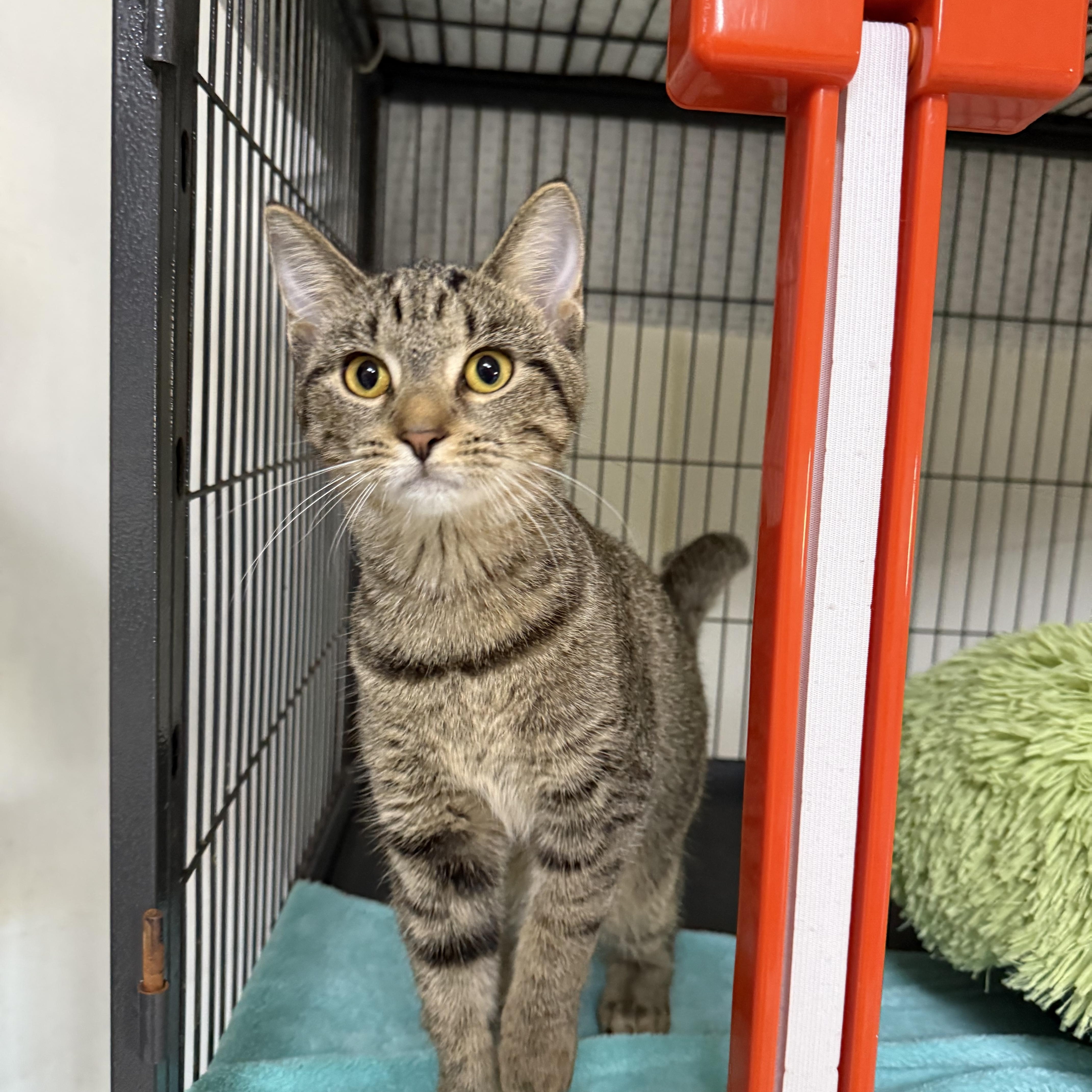 Layla, Adopted, Kitten Female Domestic Short Hair.