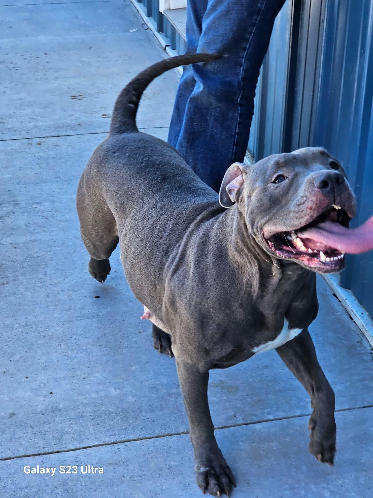 Star, Adoptable, Adult Female Pit Bull Terrier.