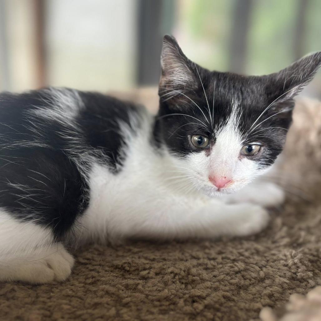 Smaug, Adoptable, Kitten Male Domestic Short Hair & Domestic Short Hair.