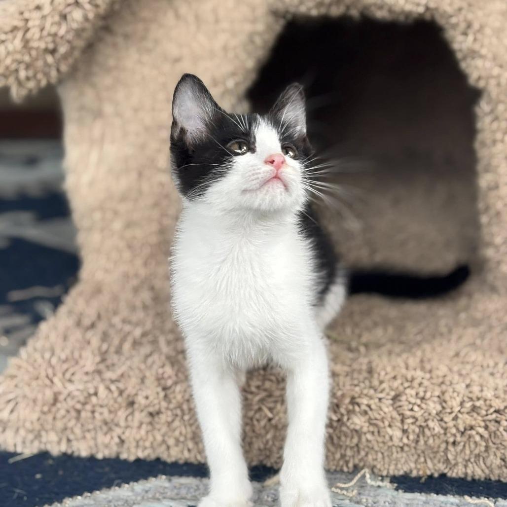 Enlarge Smaug, a Adoptable mixed breed in Wichita, KS image 2/6