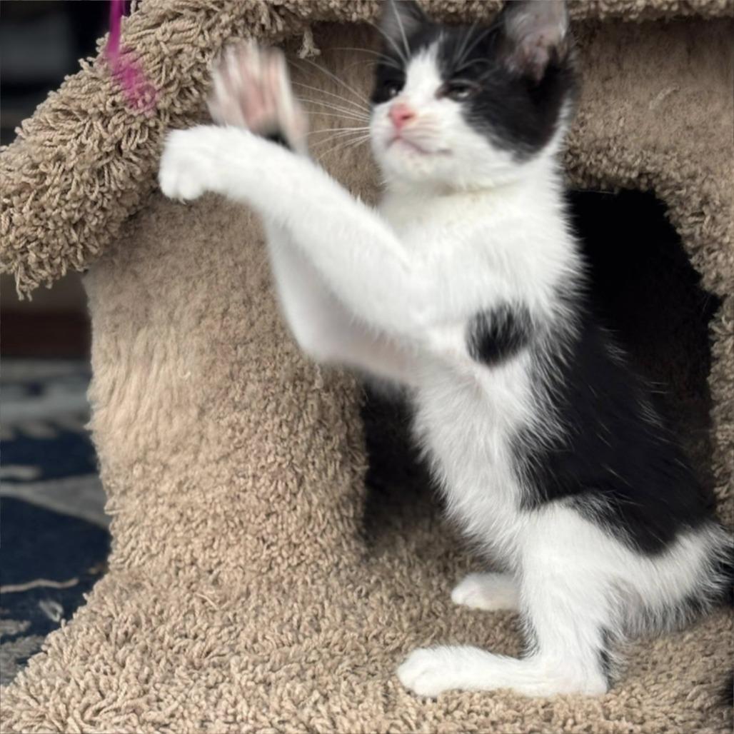 Enlarge Smaug, a Adoptable mixed breed in Wichita, KS image 3/6