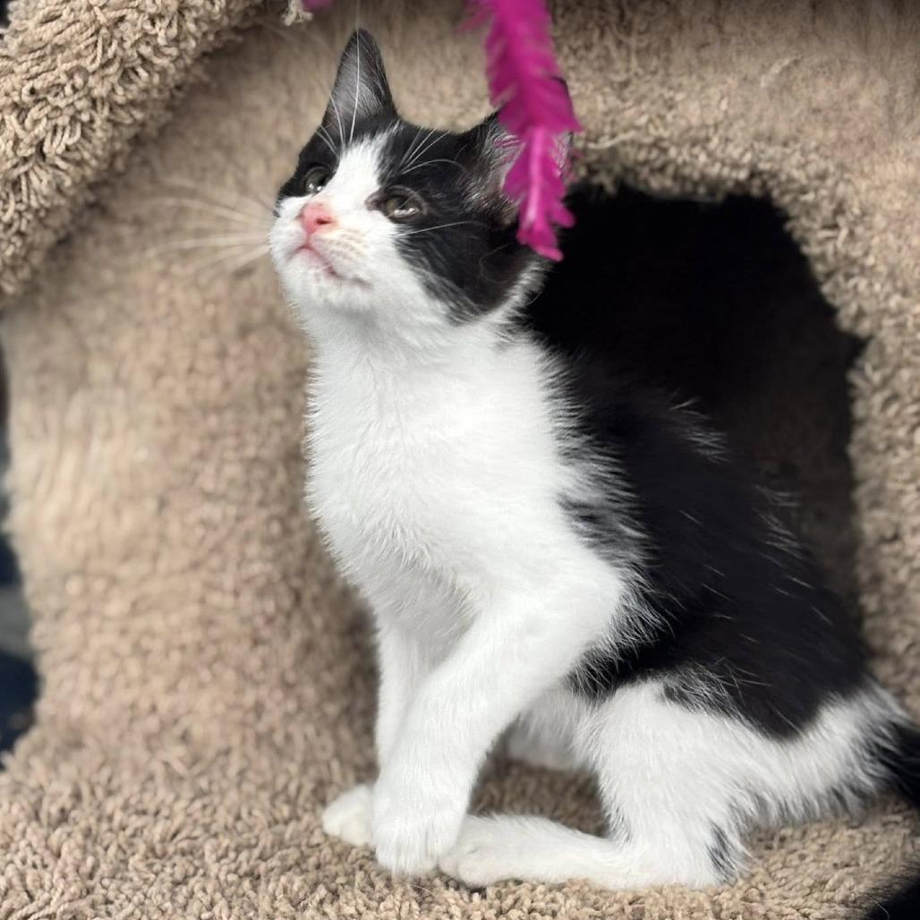 Enlarge Smaug, a Adoptable mixed breed in Wichita, KS image 4/6