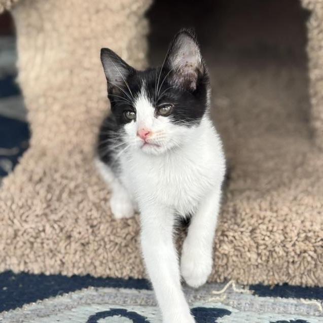 Enlarge Smaug, a Adoptable mixed breed in Wichita, KS image 5/6