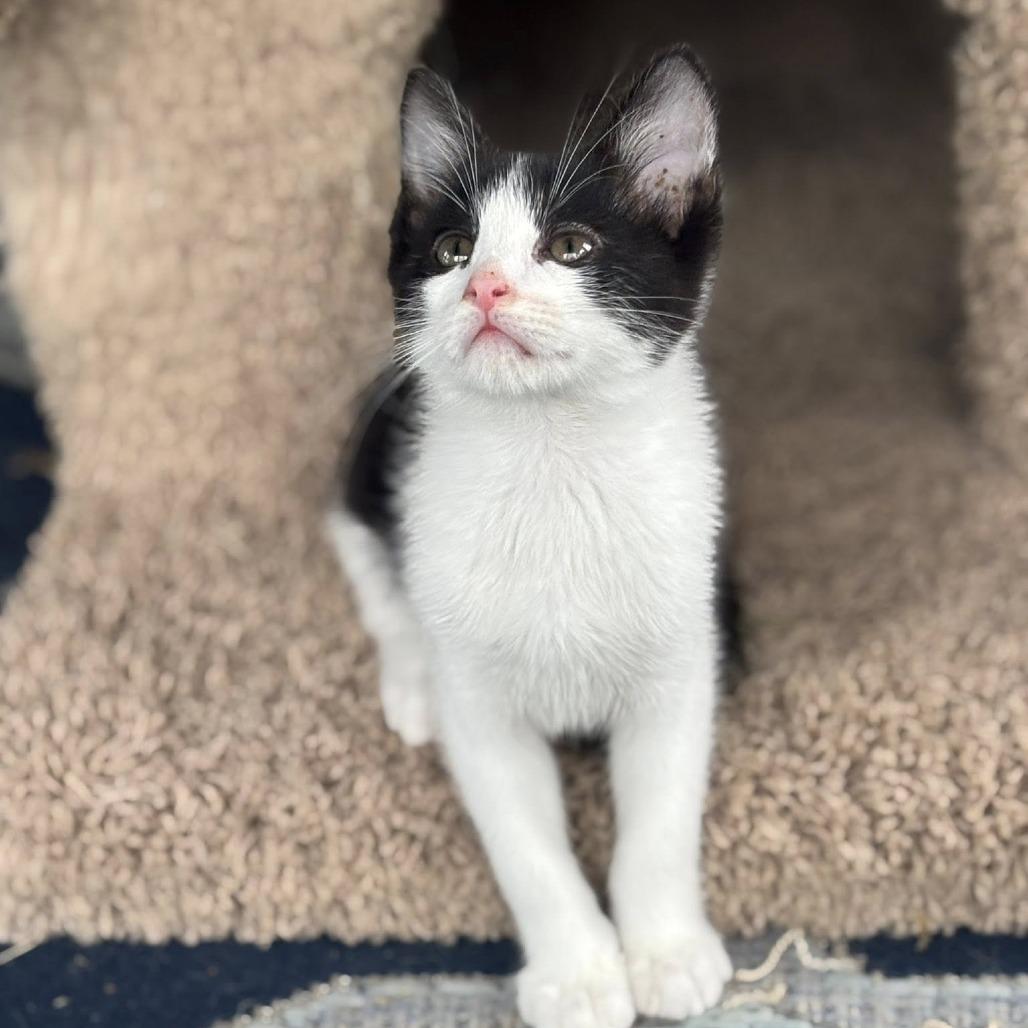 Enlarge Smaug, a Adoptable mixed breed in Wichita, KS image 6/6