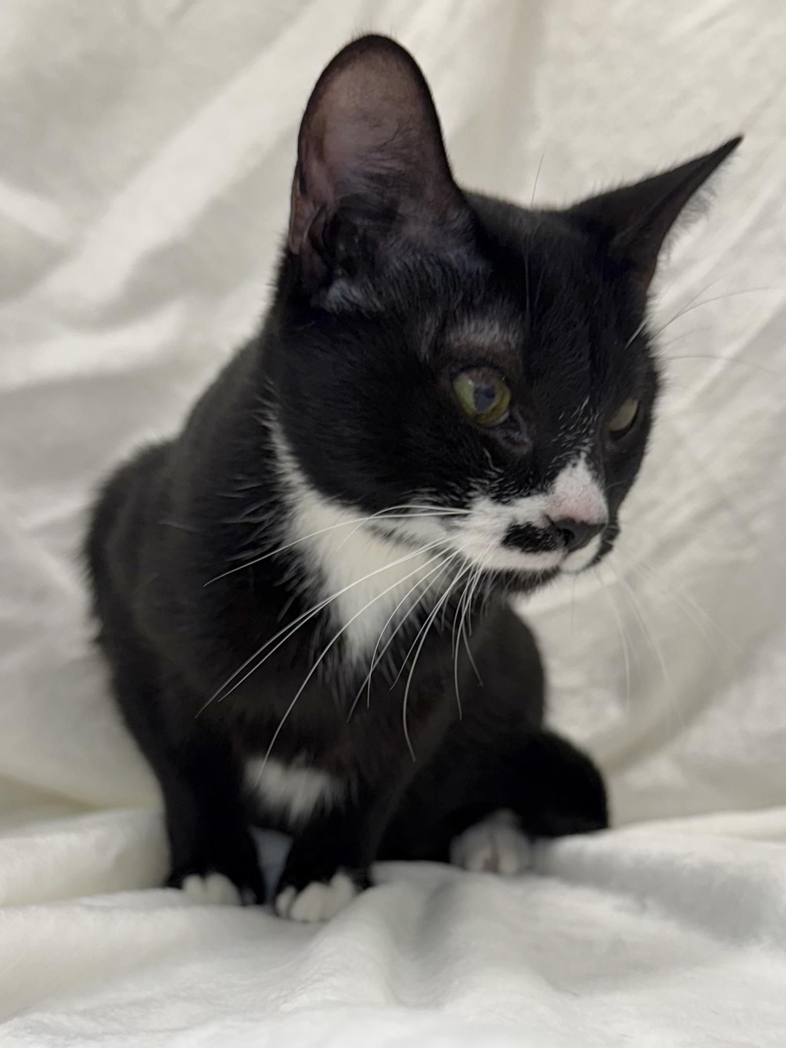 Olive, Adoptable, Adult Female Domestic Short Hair & Tuxedo.
