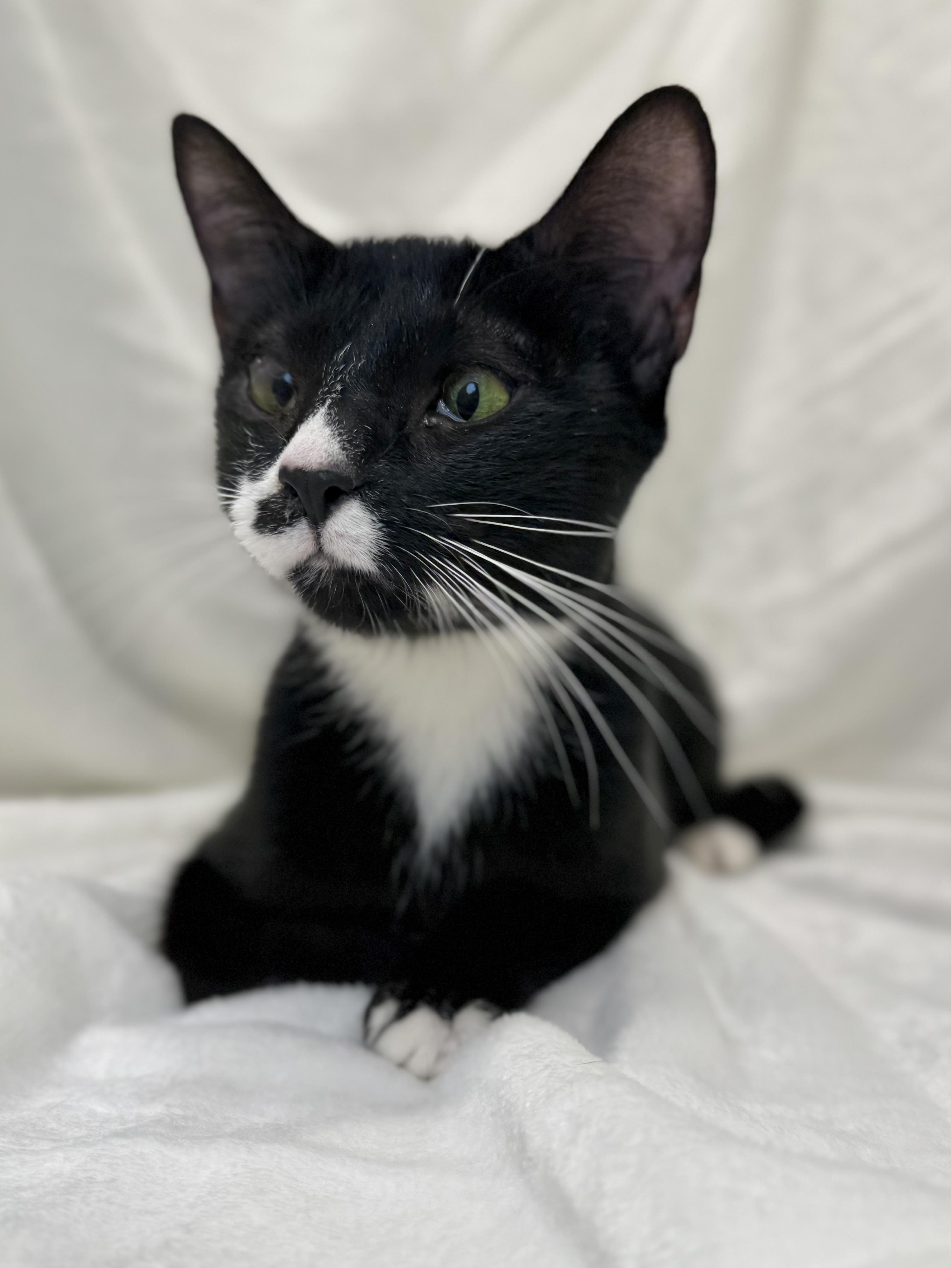 Olive, a Adoptable mixed breed in Greensboro, NC image 2/3