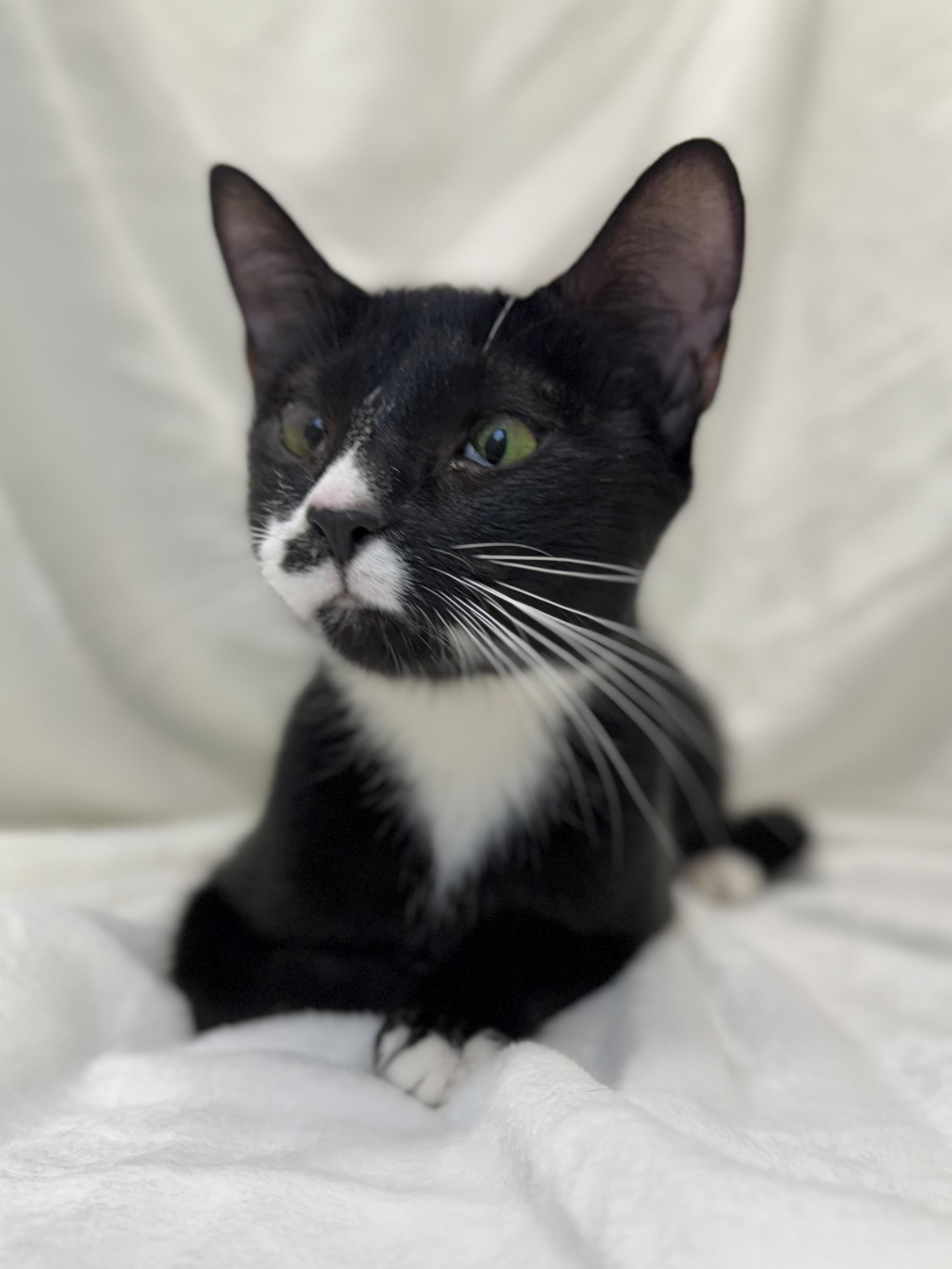 Olive, a Adoptable mixed breed in Greensboro, NC image 3/3