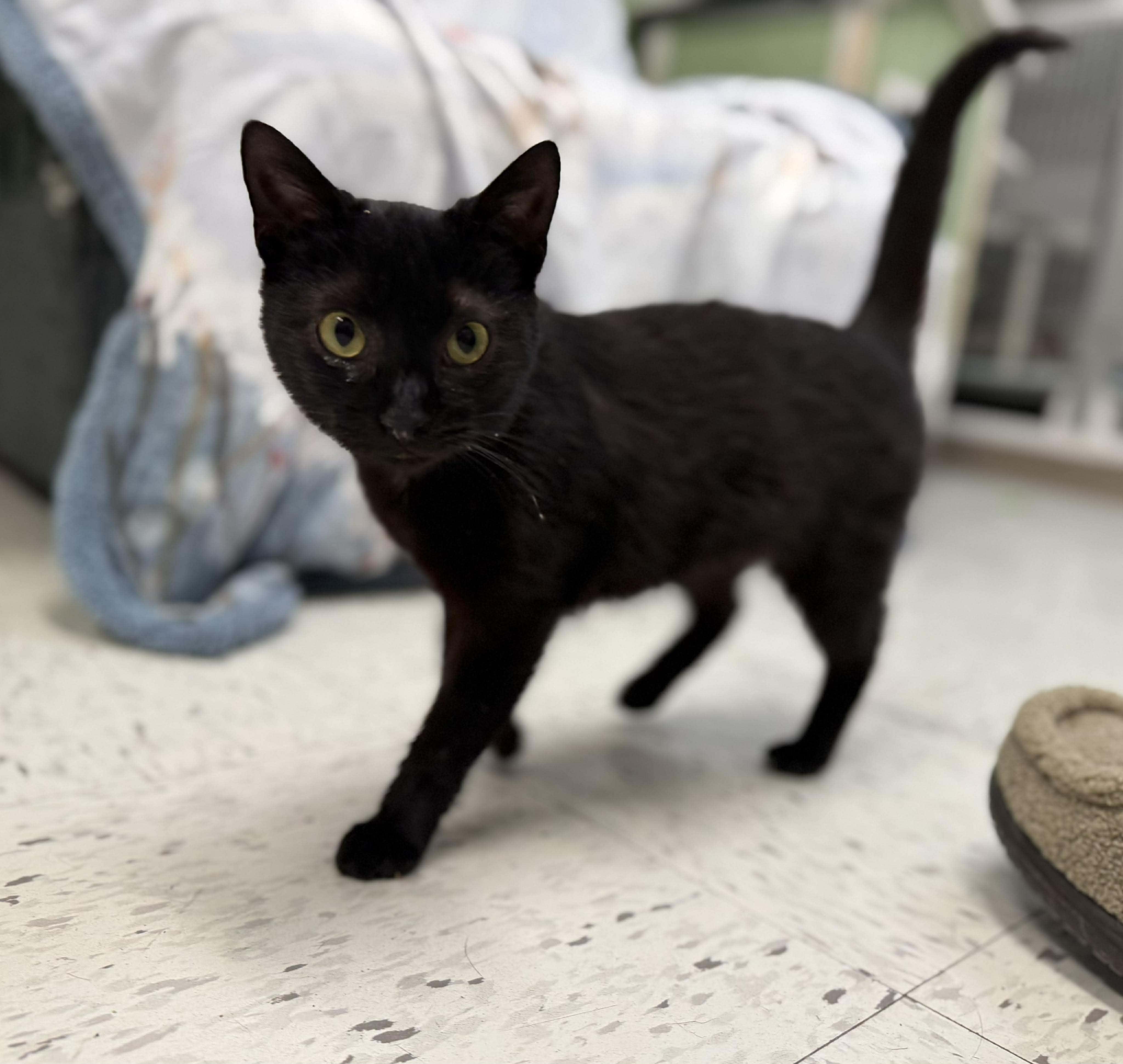 Enlarge Lustra, a ADOPTABLE Domestic Short Hair in Leitchfield, KY image 1/1