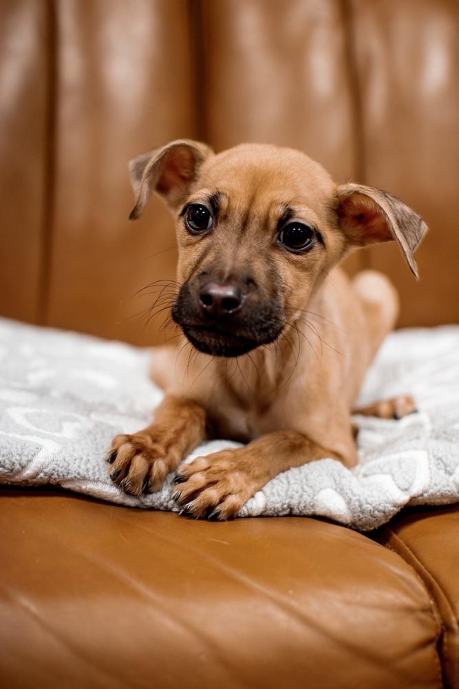 Enlarge Glinda, a Adoptable mixed breed in Frankfort, NY image 1/3