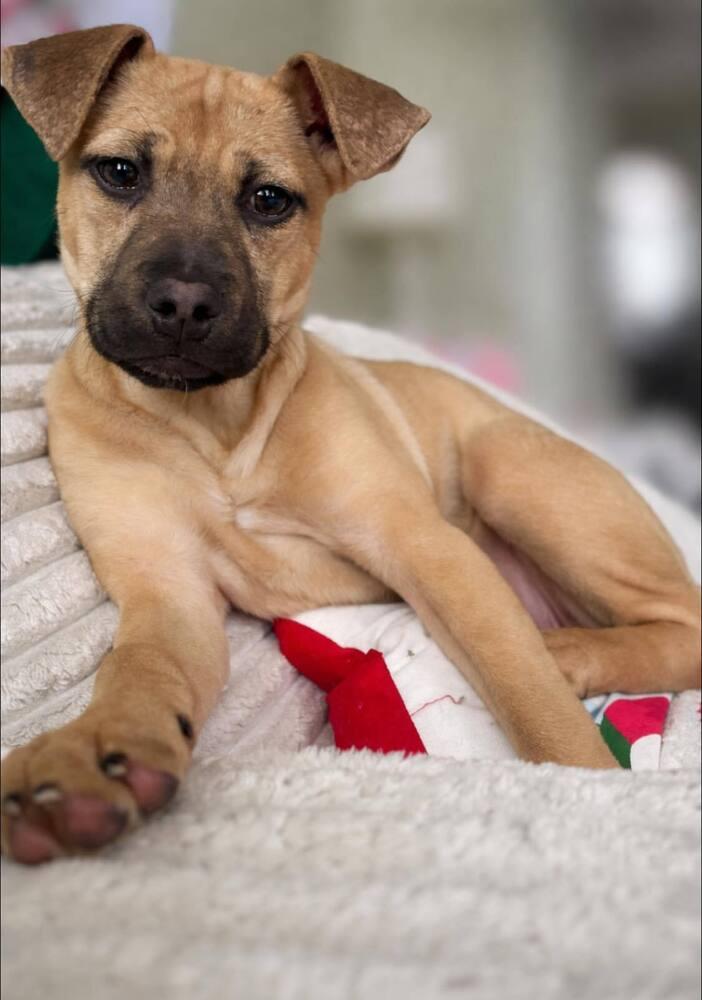 Enlarge Glinda, a Adoptable mixed breed in Frankfort, NY image 2/5