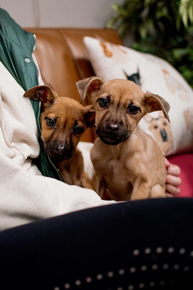 Enlarge Glinda, a Adoptable mixed breed in Frankfort, NY image 2/3