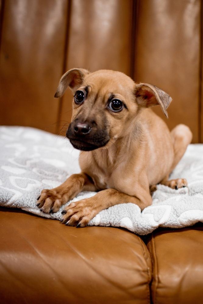 Enlarge Glinda, a Adoptable mixed breed in Frankfort, NY image 3/3
