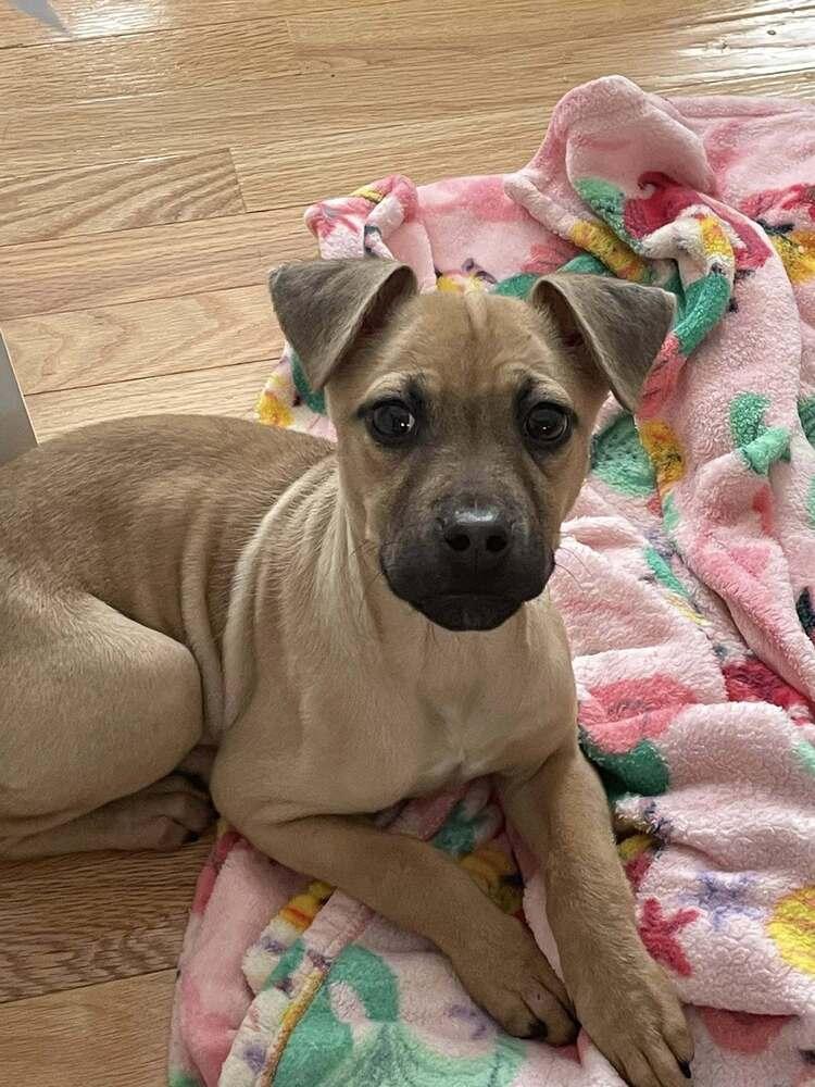 Enlarge Glinda, a Adoptable mixed breed in Frankfort, NY image 5/5