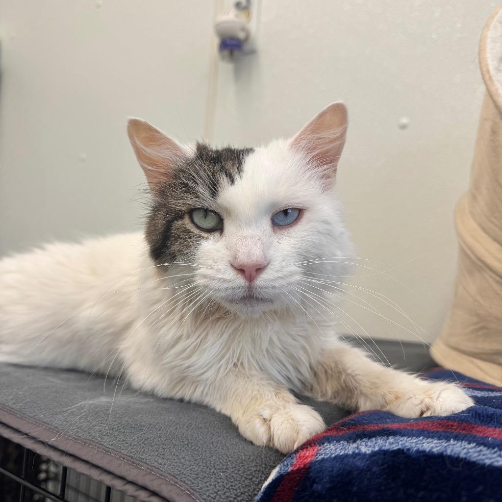 Zoe - Aka Emily, Adoptable, Adult Female Domestic Medium Hair.