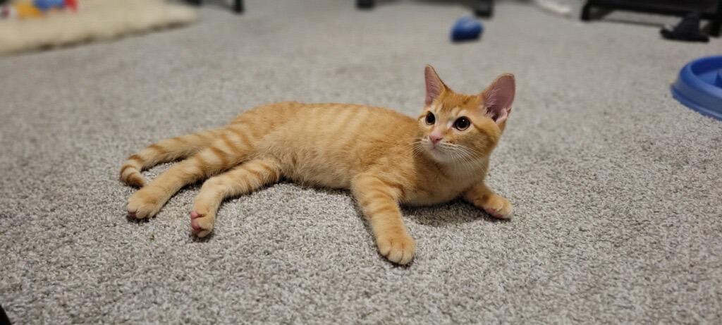 Ash  (Brother of Kinsley)