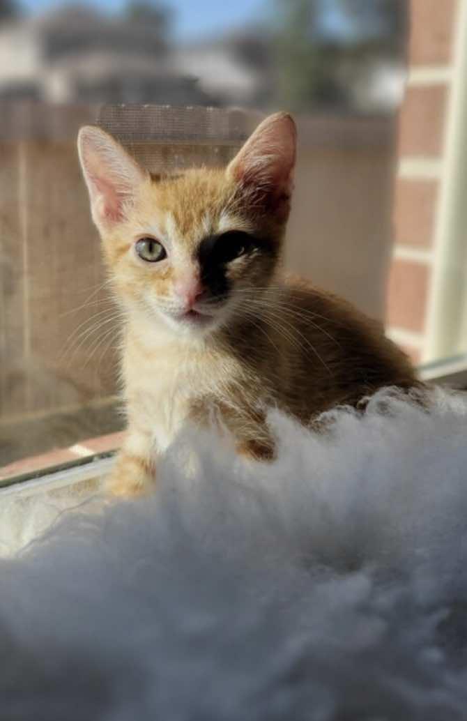 Ash  (Brother of Kinsley)