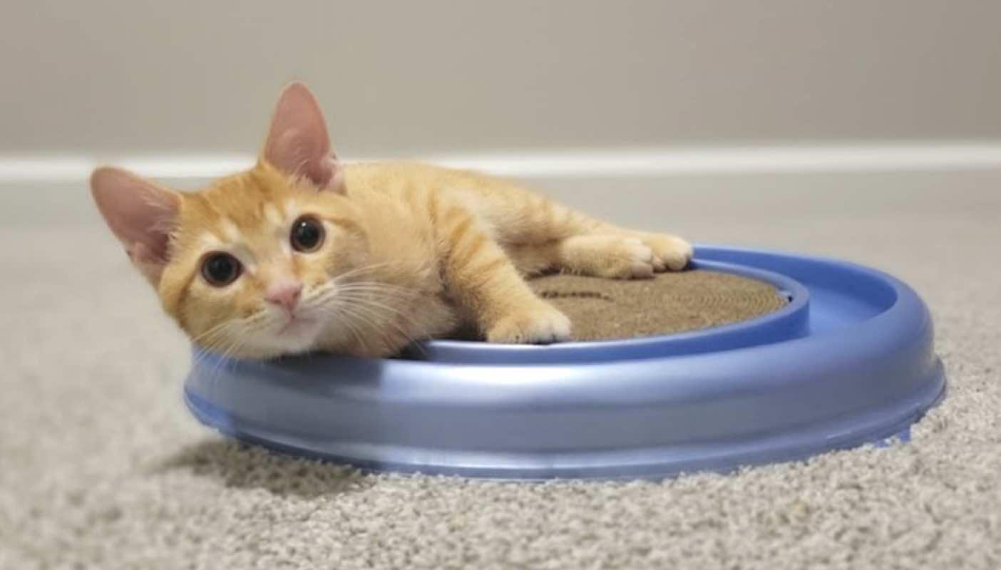 Ash  (Brother of Kinsley)