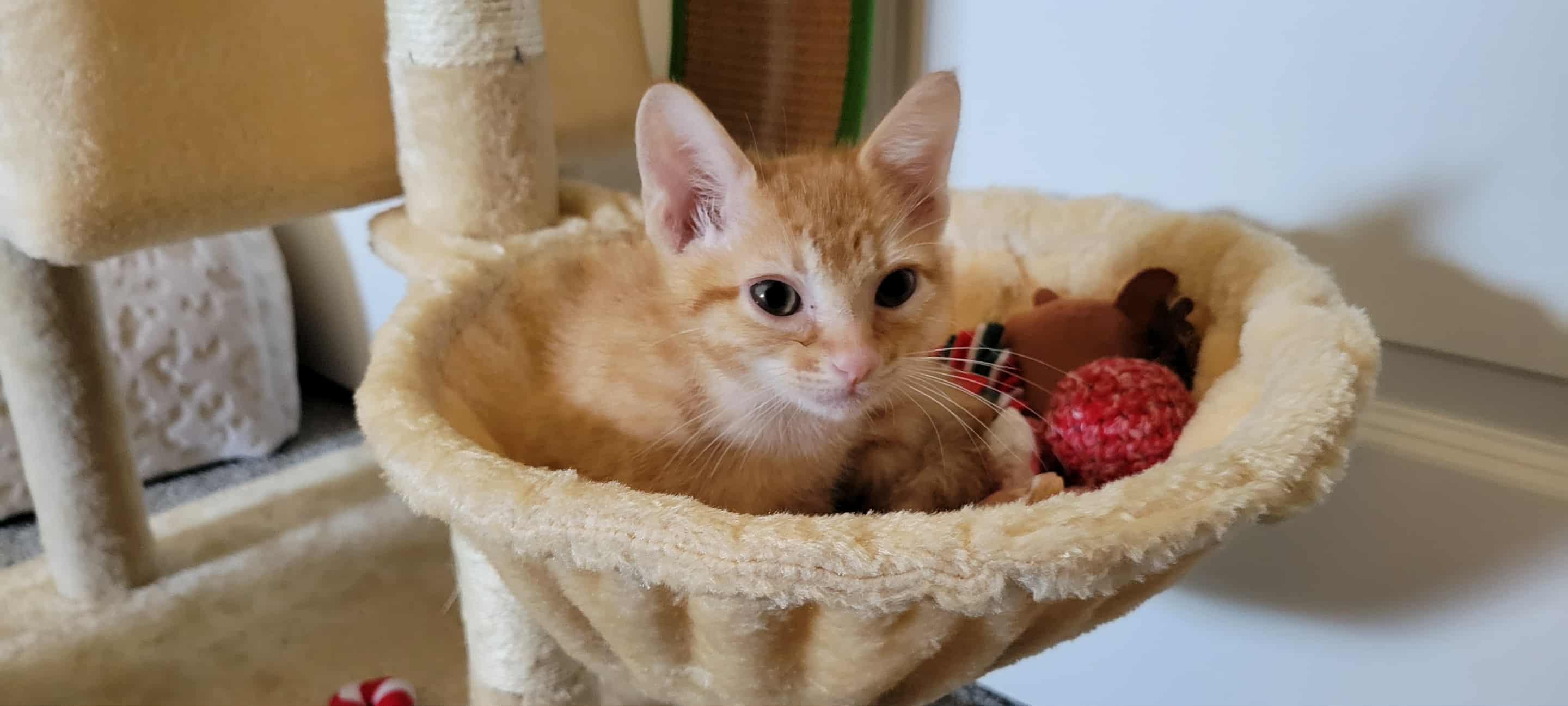 Ash  (Brother of Kinsley)