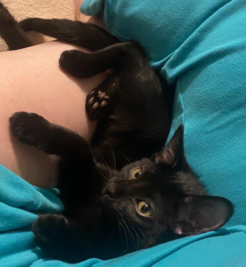 Paddy, a Adoptable Domestic Short Hair in Oklahoma City, OK image 2/2