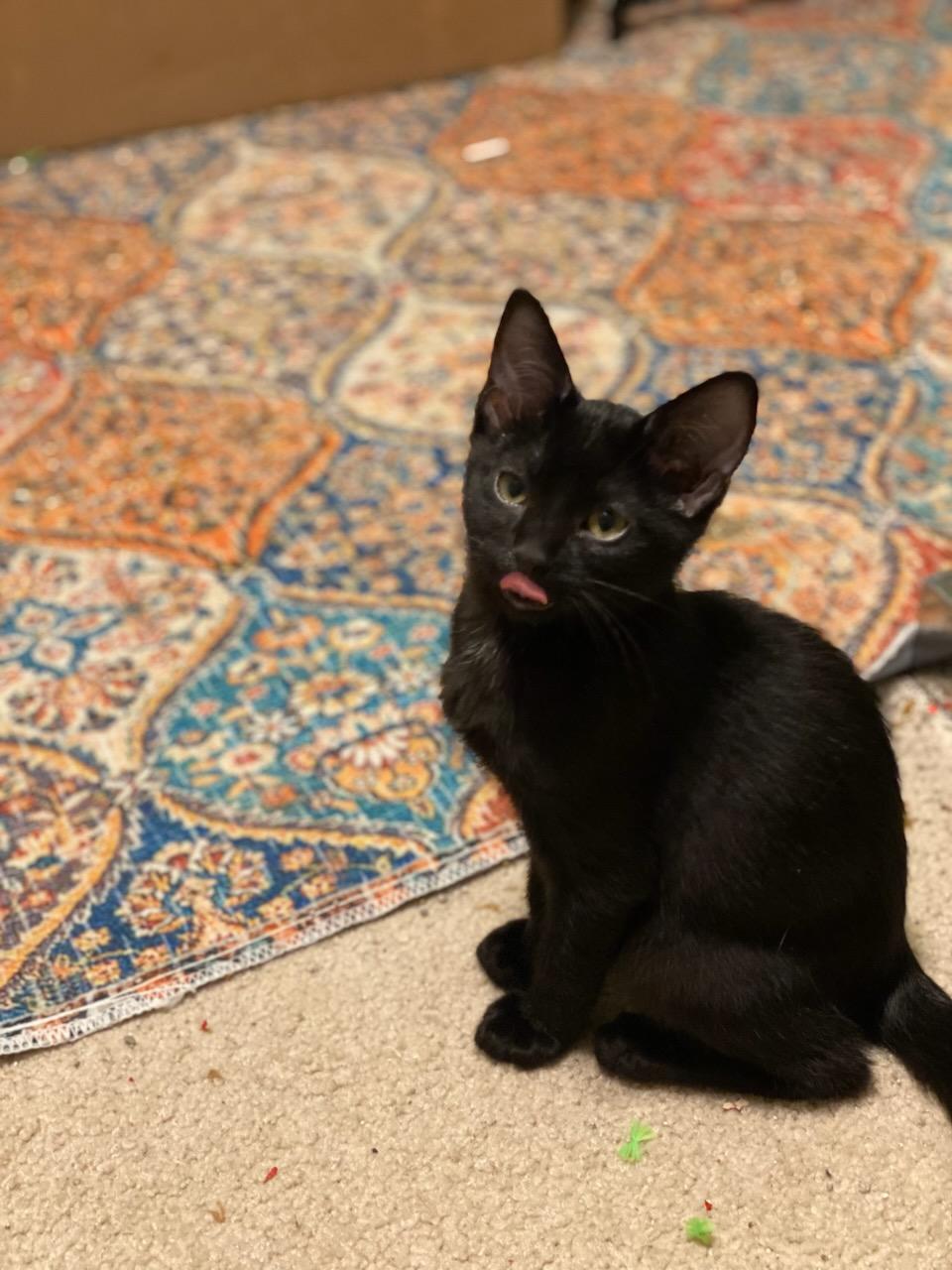 Paddy, Adoptable, Kitten Male Domestic Short Hair.