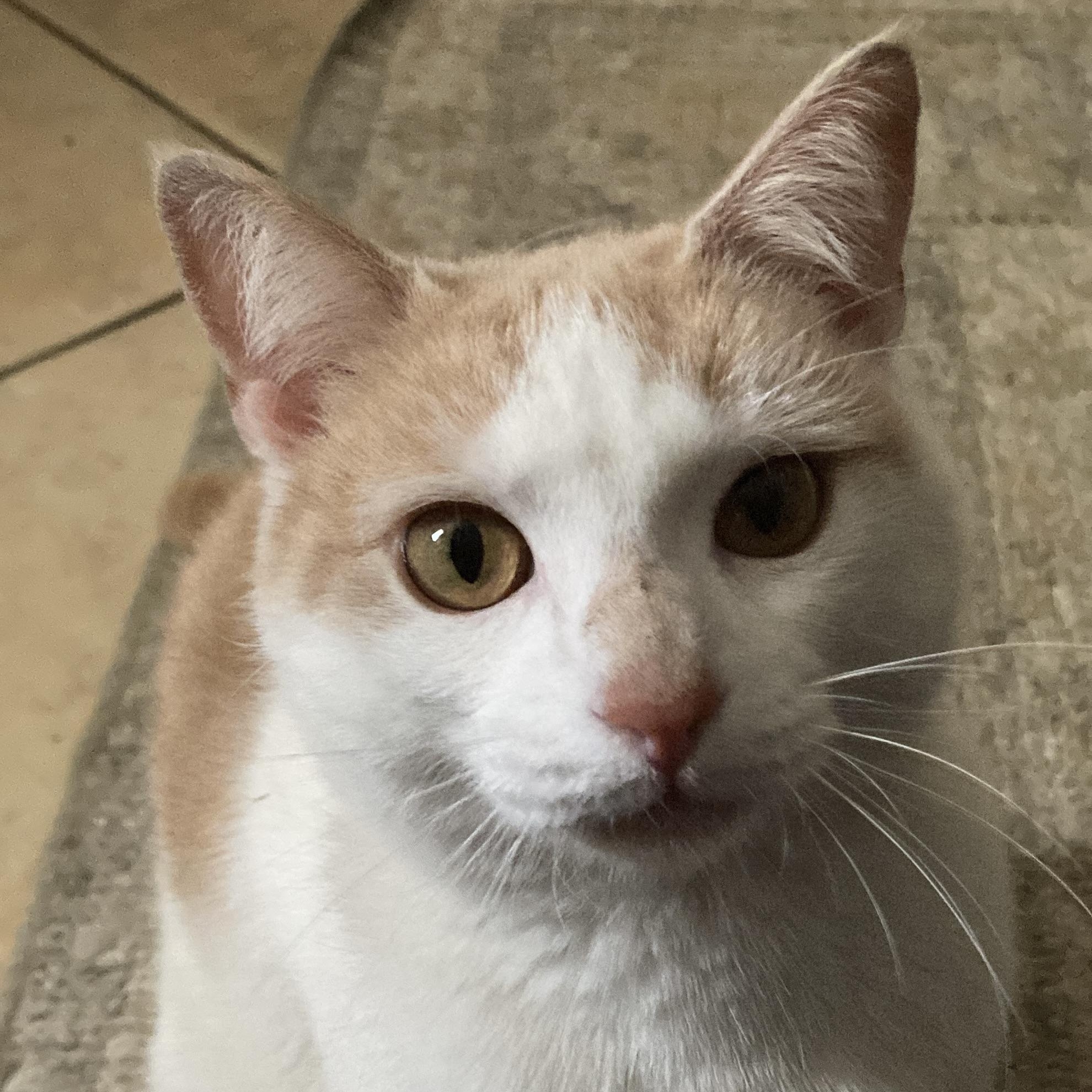 Quandary, adopted, Young Female Domestic Short Hair & Tabby.
