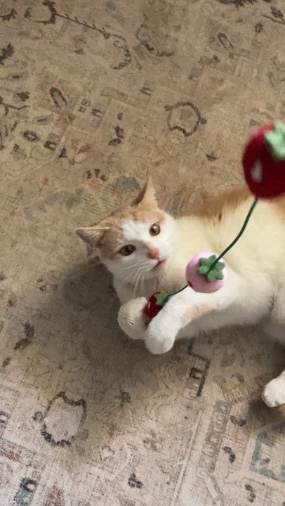 Enlarge Quandary, an adopted mixed breed in Hyattsville, MD video 2/5