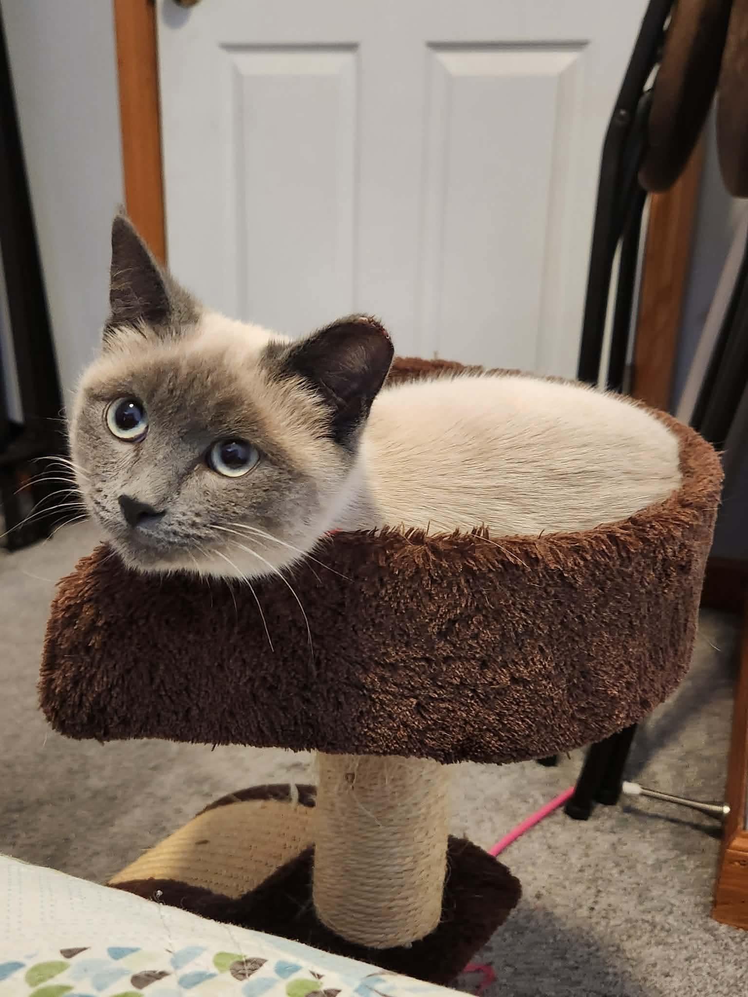 Shana, adopted, Kitten Female Siamese.