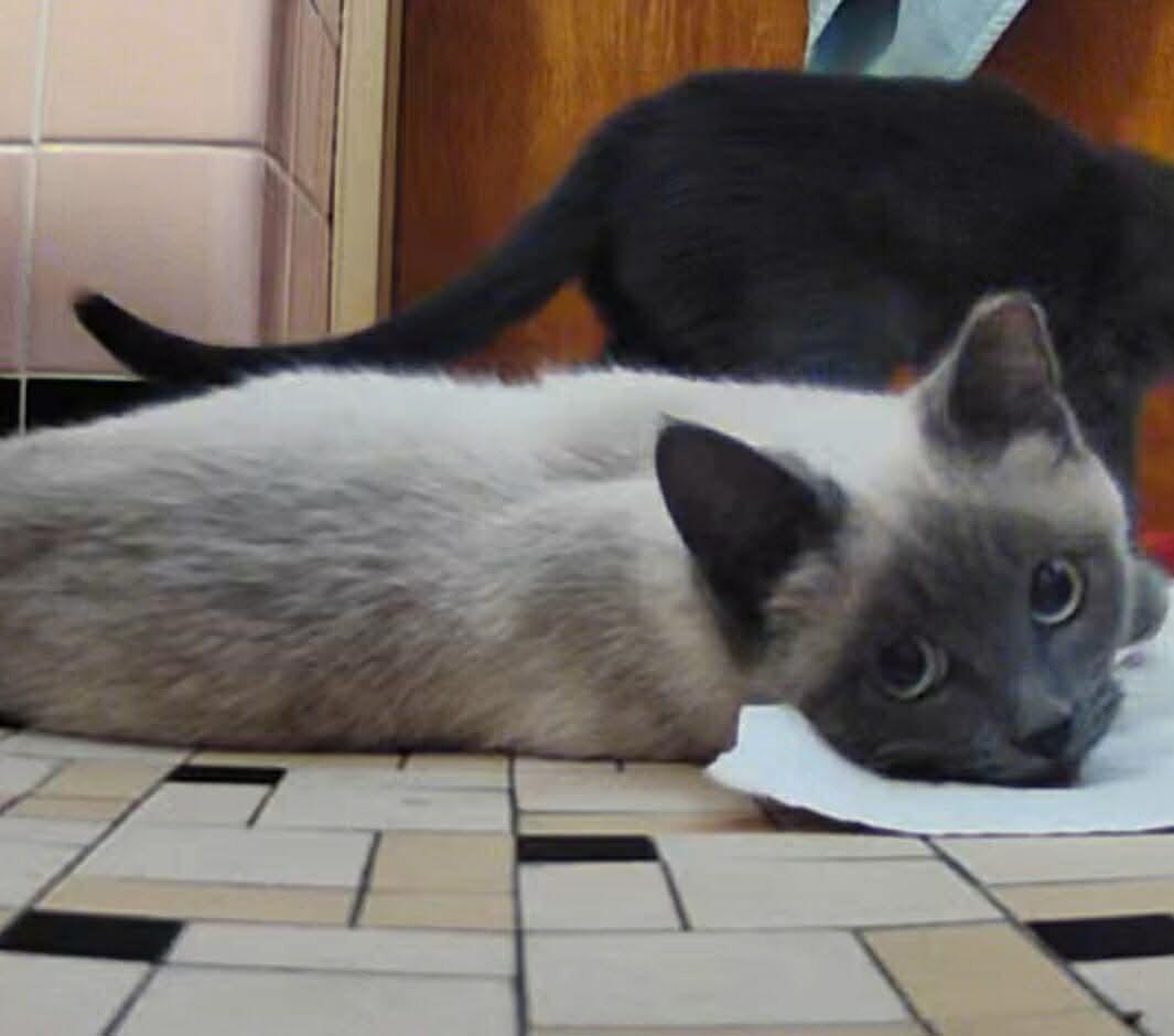 Enlarge Shana, an adopted mixed breed in Chicago, IL image 2/5