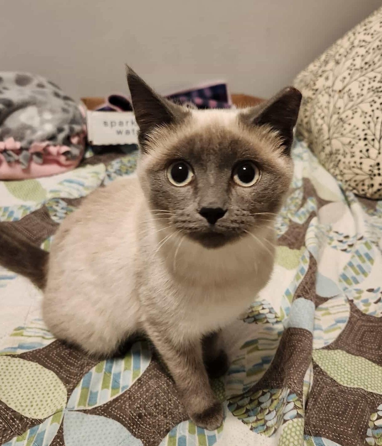 Enlarge Shana, an adopted mixed breed in Chicago, IL image 3/5