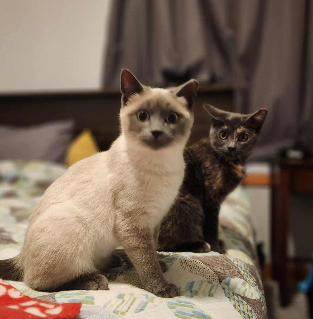 Enlarge Shana, an adopted mixed breed in Chicago, IL image 4/5