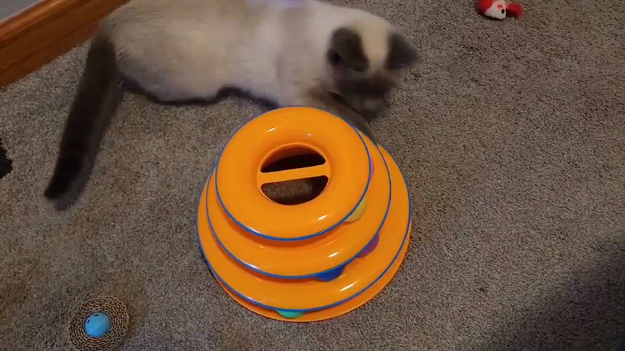 Enlarge Shana, an adopted mixed breed in Chicago, IL video 5/5