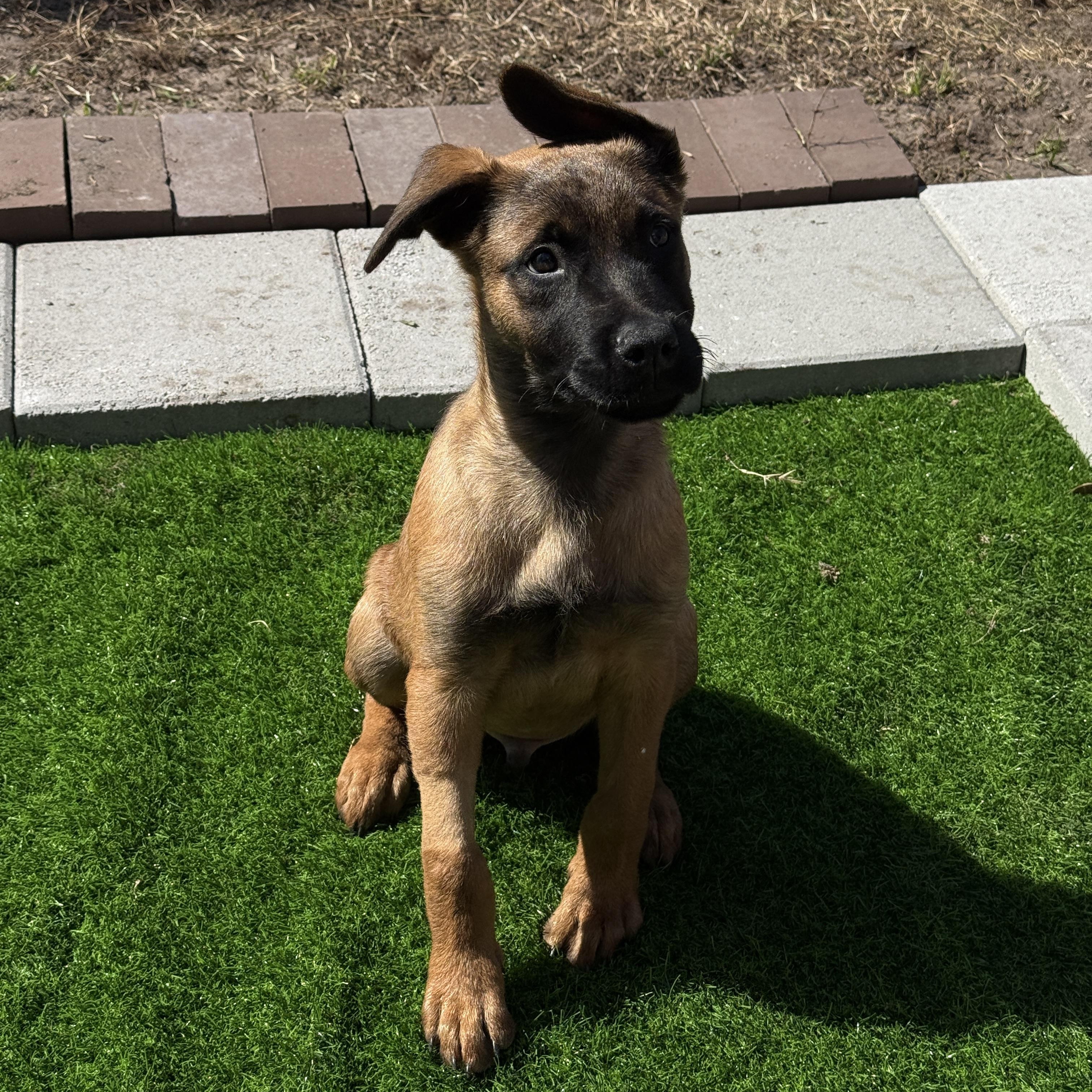 Enlarge Groopert, an adoptable mixed breed in Clermont, FL image 1/4