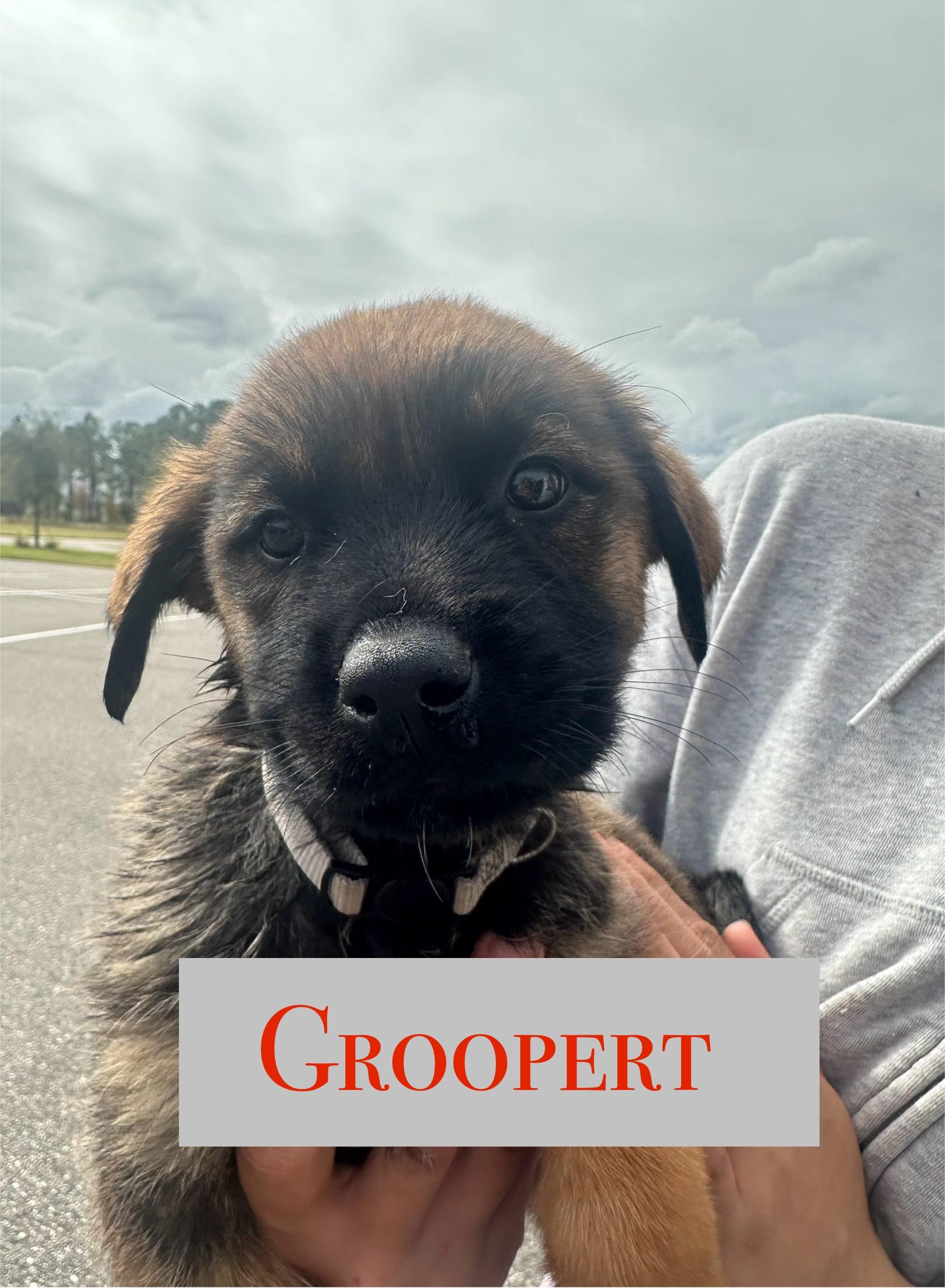 Enlarge Groopert, a ADOPTABLE mixed breed in Clermont, FL image 1/1