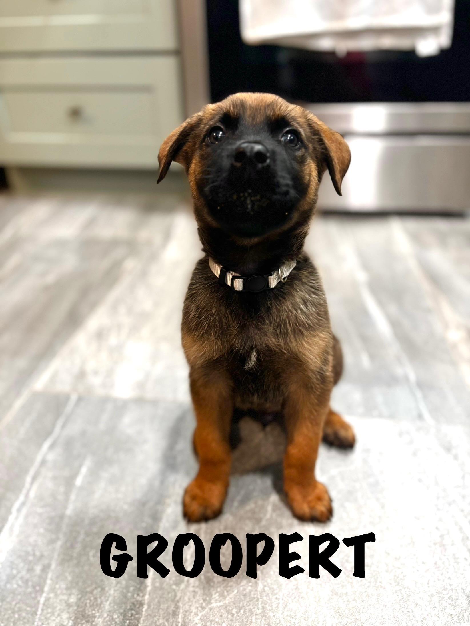 Groopert, ADOPTABLE, Puppy Male German Shepherd Dog & Belgian Shepherd / Malinois.
