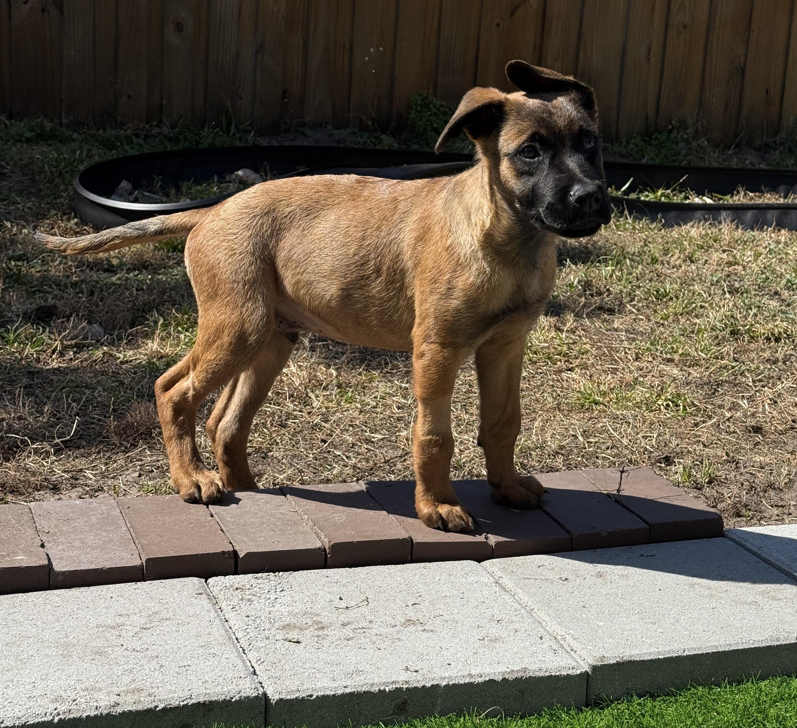 Enlarge Groopert, an adoptable mixed breed in Clermont, FL image 3/4