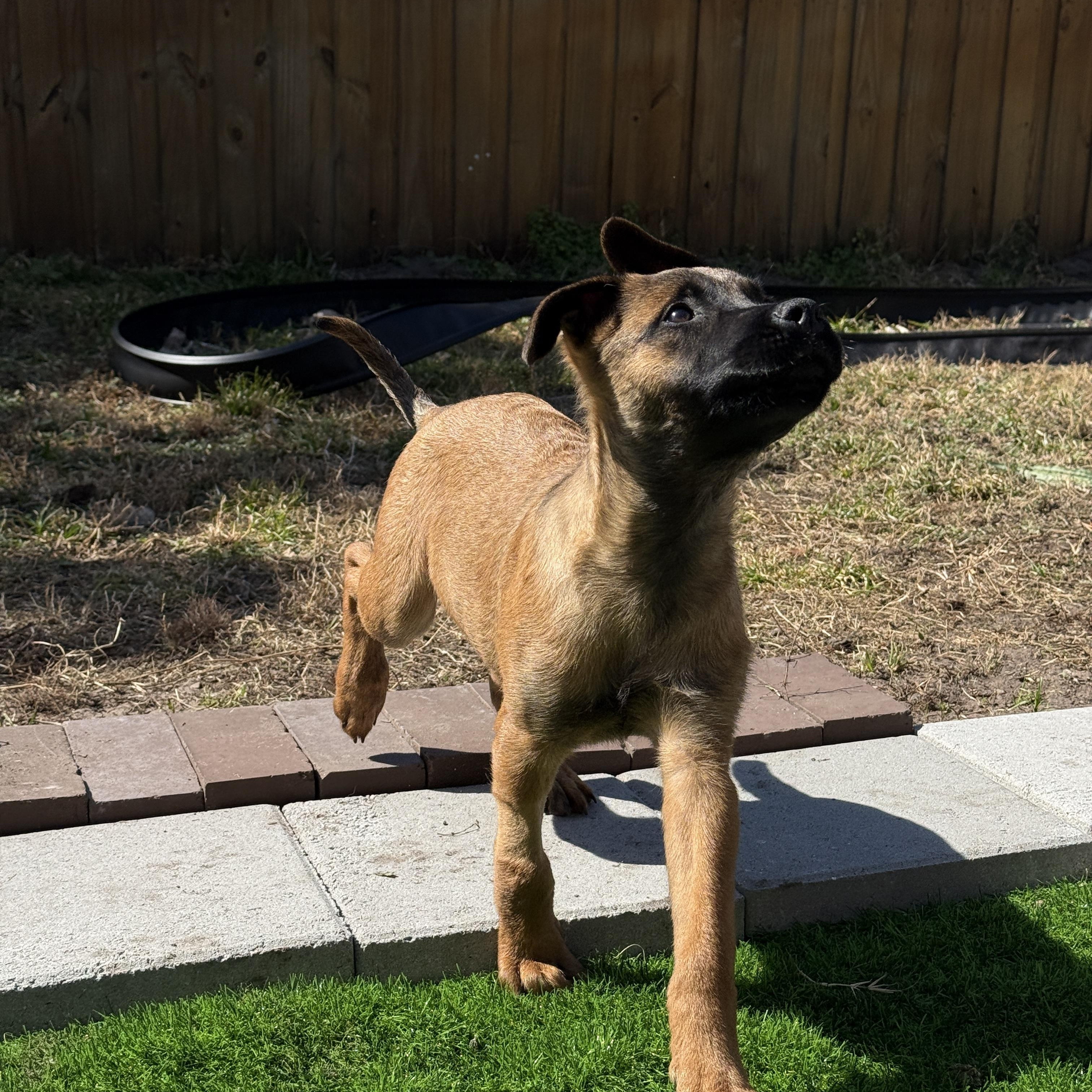 Enlarge Groopert, an adoptable mixed breed in Clermont, FL image 2/4