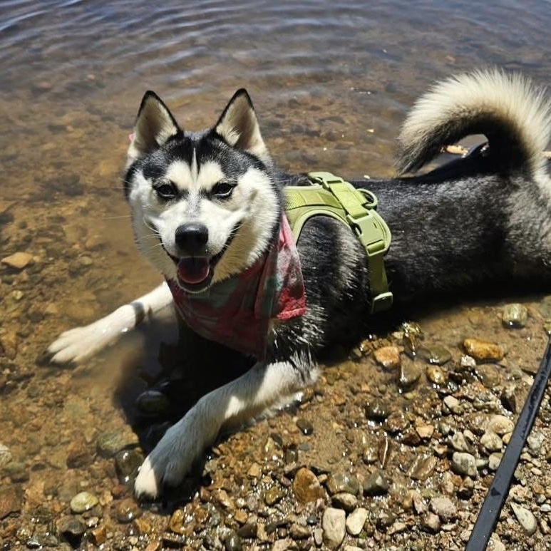 Heidi, a Adoptable Pomsky in Medfield, MA image 2/5