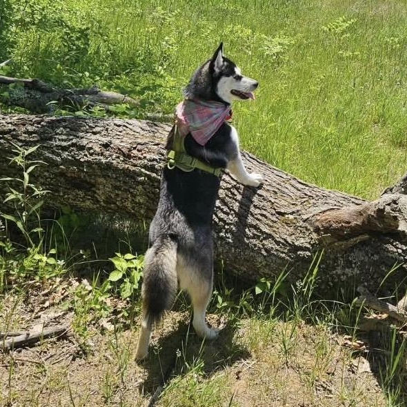 Heidi, a Adoptable Pomsky in Medfield, MA image 4/5