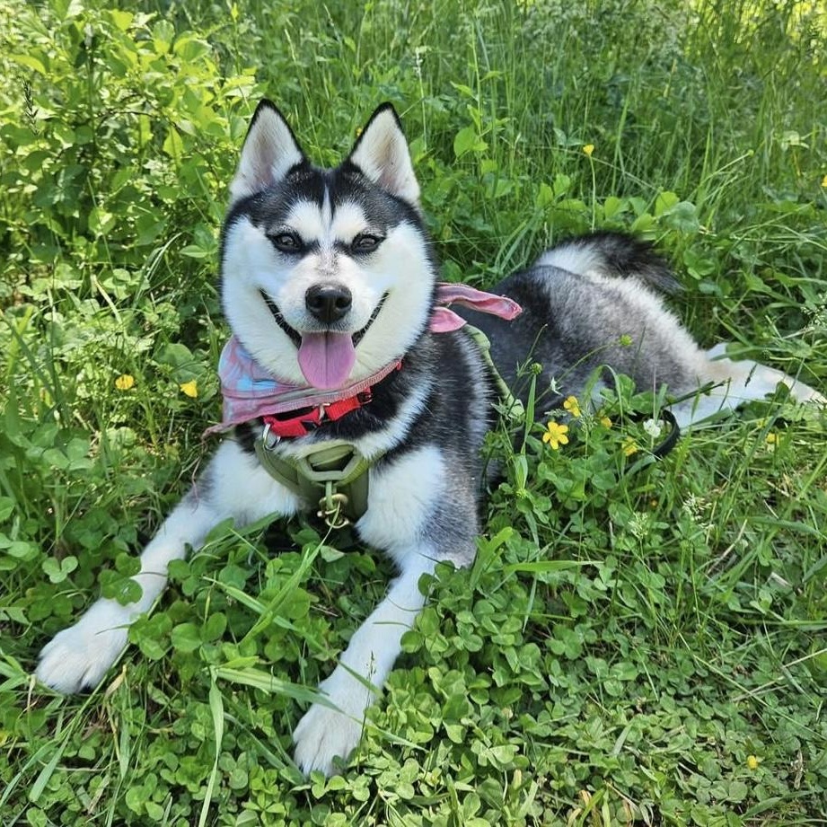 Heidi, a Adoptable Pomsky in Medfield, MA image 1/5