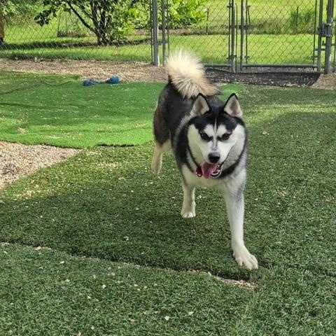 Heidi, a Adoptable Pomsky in Medfield, MA image 5/5