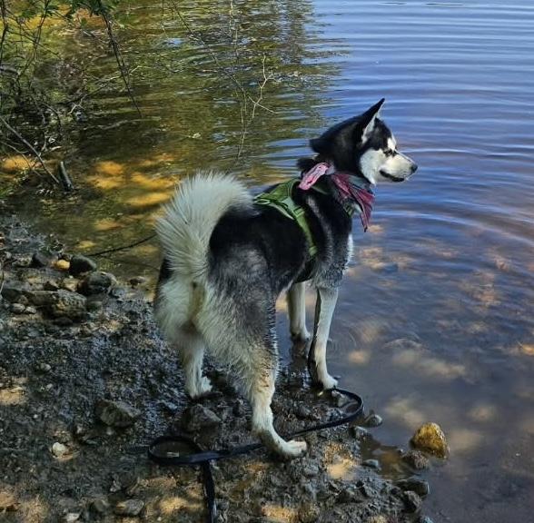 Heidi, a Adoptable Pomsky in Medfield, MA image 3/5