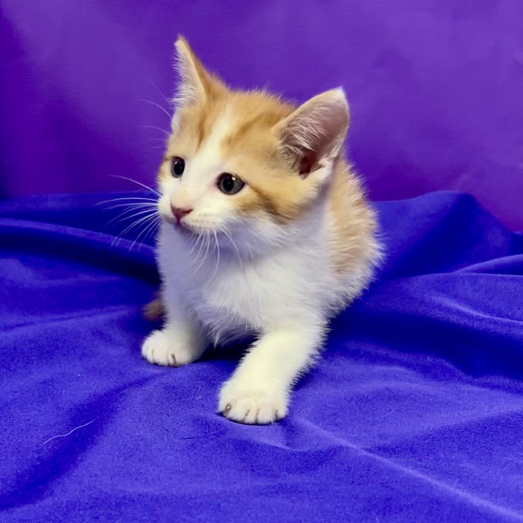 Quiche, Adoptable, Kitten Male Domestic Short Hair.