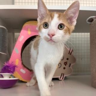 Quiche, a Adoptable Domestic Short Hair in North Myrtle Beach, SC image 2/4