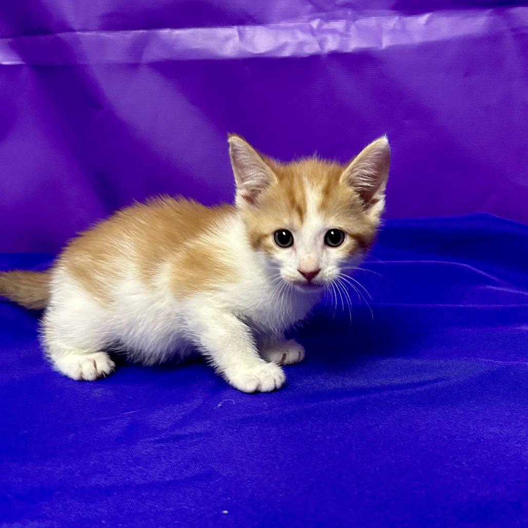 Quiche, a Adoptable Domestic Short Hair in North Myrtle Beach, SC image 3/4
