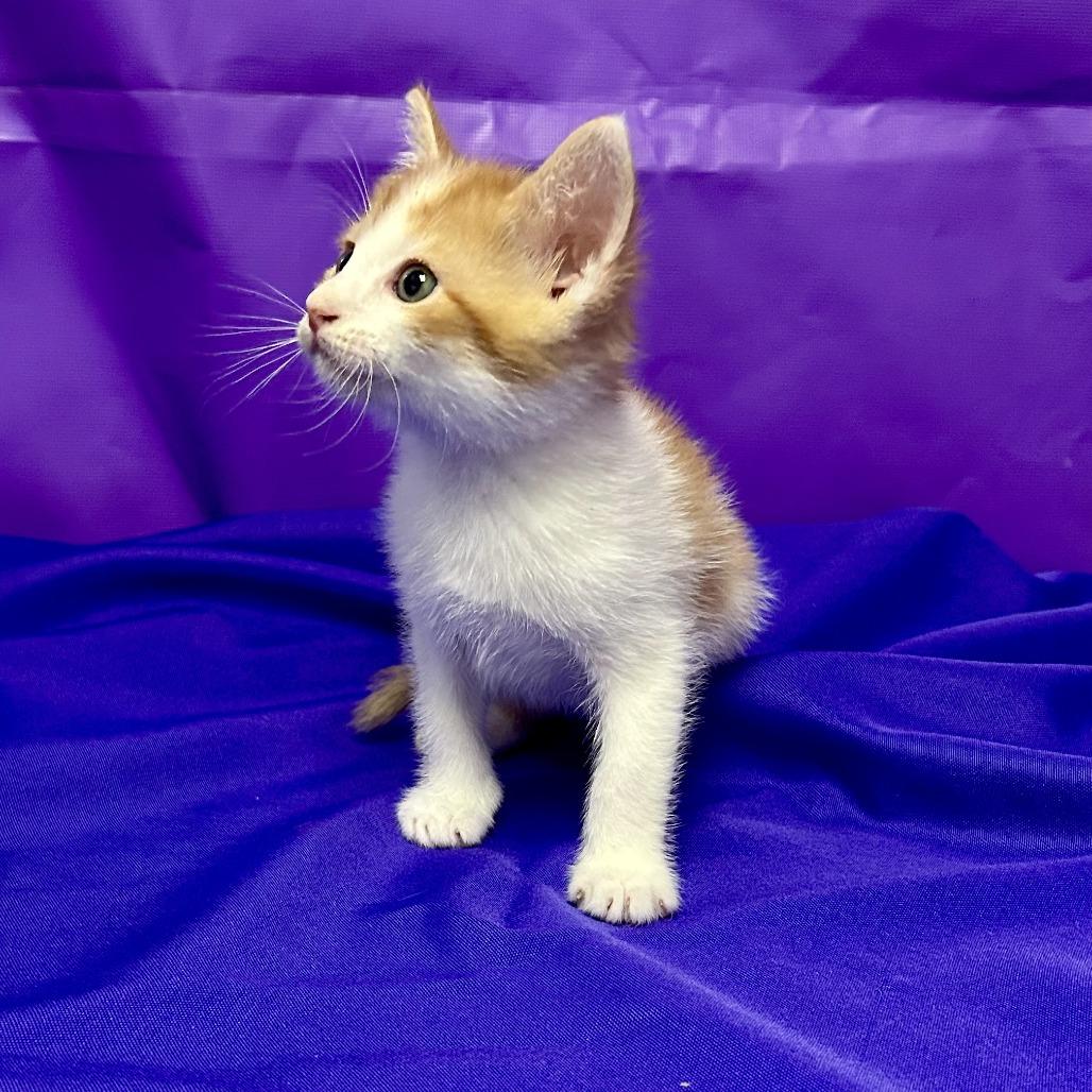 Quiche, a Adoptable Domestic Short Hair in North Myrtle Beach, SC image 4/4